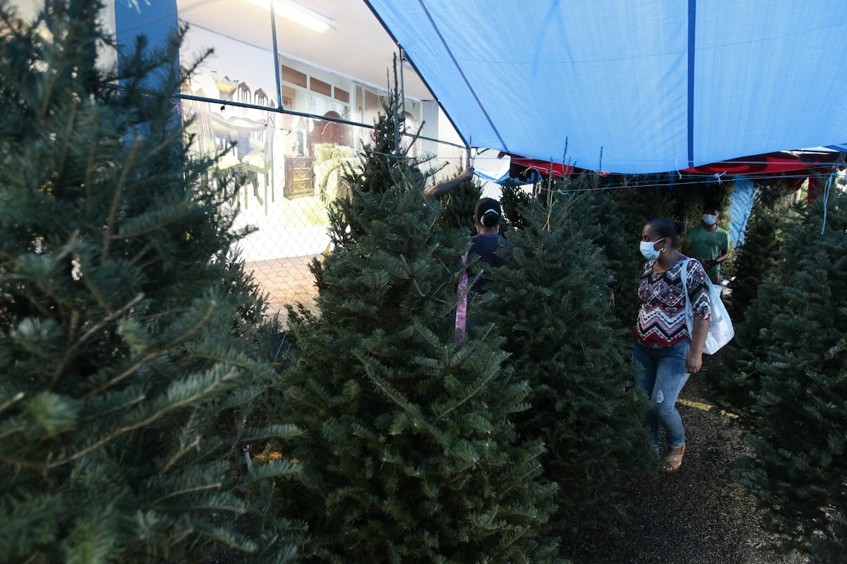 Llegó diciembre. Arbolitos navideños naturales y artificiales por las nubes