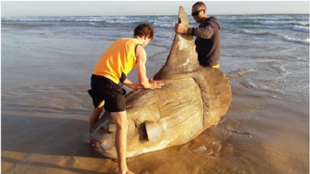 Sorprendente hallazgo en una playa australiana. Confunden a pez con una roca