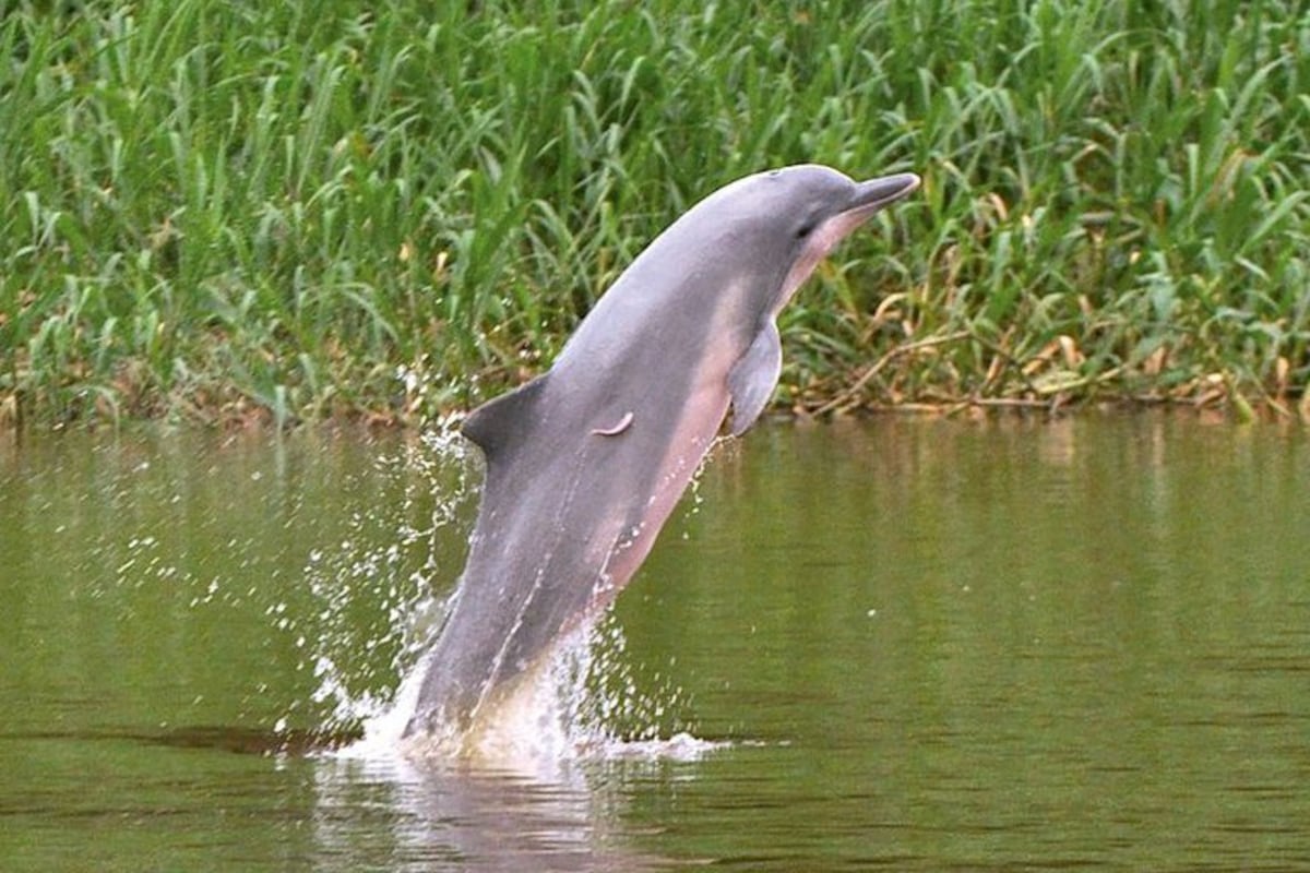 Delfín gris está en peligro  de extinción en la Cuenca del Amazonas