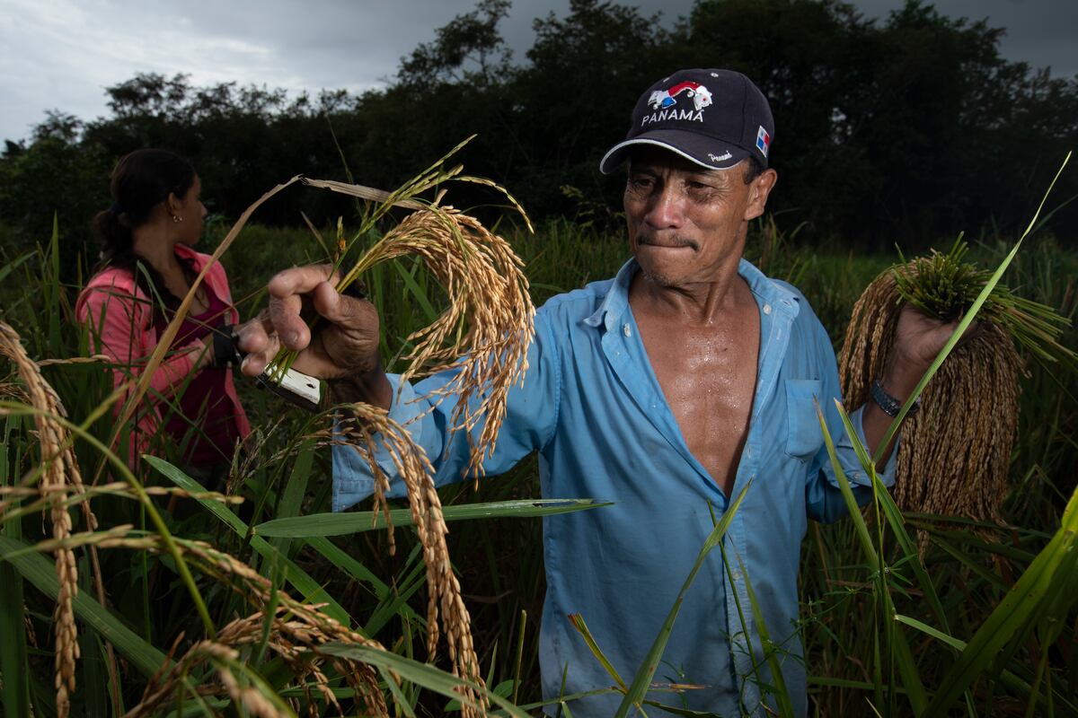 Molineros instan a la Cadena Agroalimentaria de Arroz a retomar reuniones tras importación de 60 mil quintales