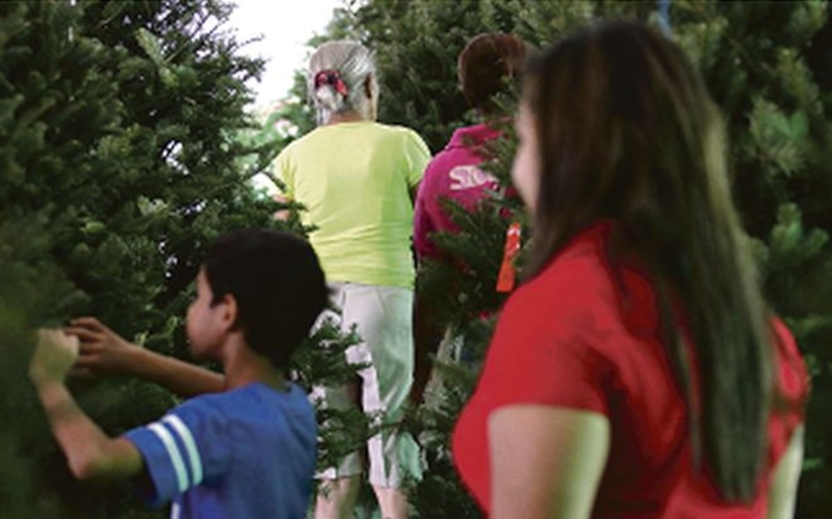 Vaya la vida. No cualquiera podrá vender arbolitos de Navidad en la capital