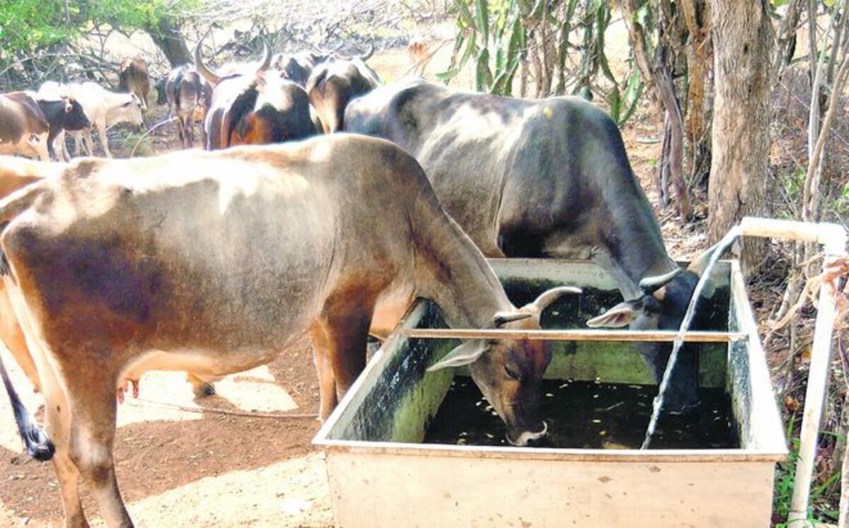 Ganaderos en la provincia de Los Santos temen escasez de agua y comida