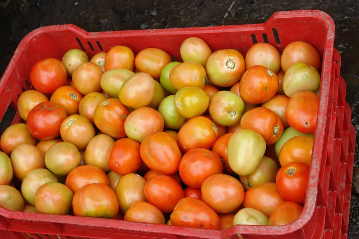 Productores de Azuero piden vía Veraguas-Los Santos