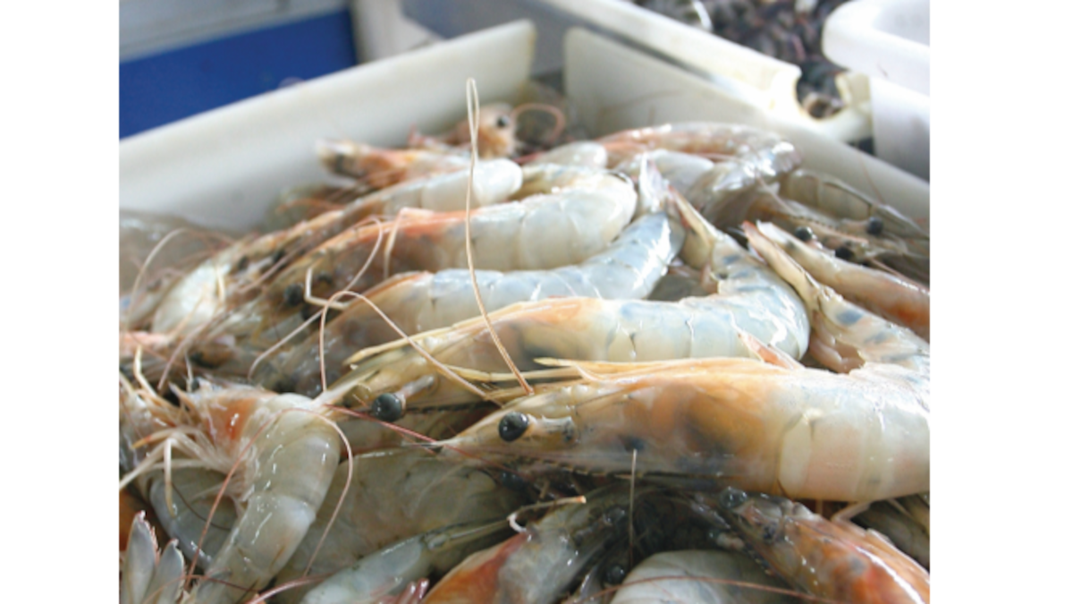 ¡Abierta la veda! Temporada camarón 2026 arranca hoy en Panamá hasta agosto