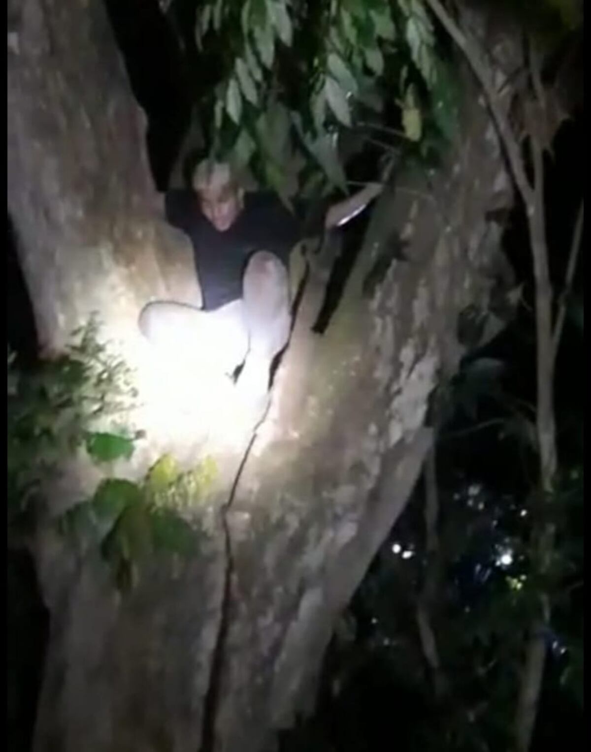 Delincuente intento huir de la Policía ocultándose en la cima de un árbol. Video