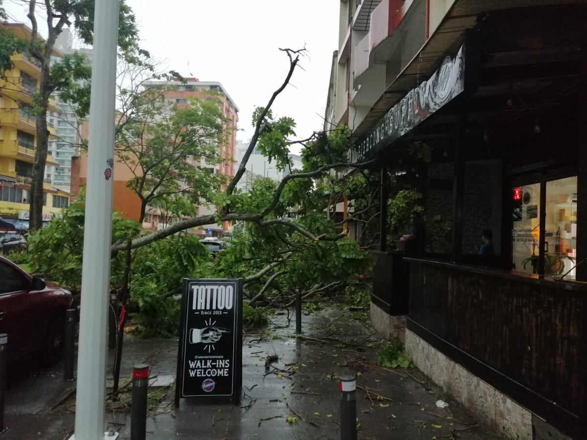 Árboles se caen en vía Argentina y Veracruz por fuertes lluvias