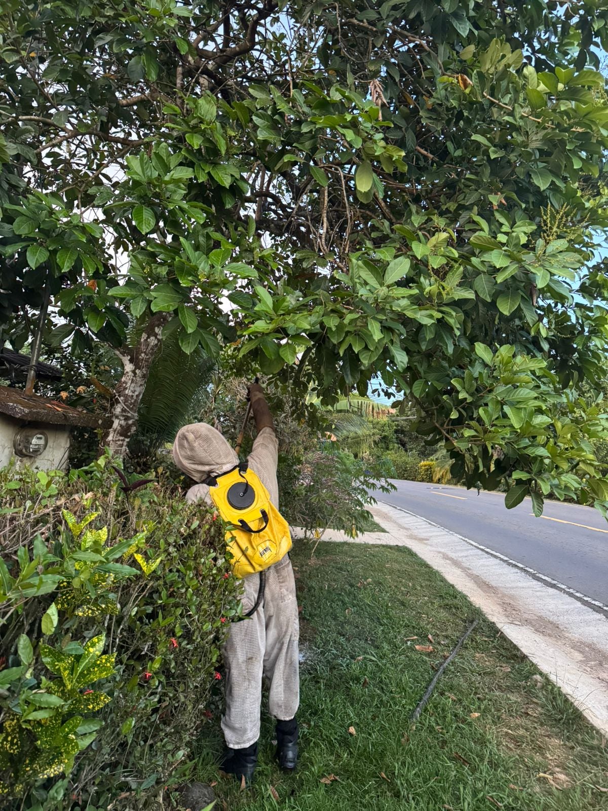 Bomberos lanzan alerta nacional por presencia de abejas africanizadas en zonas residenciales
