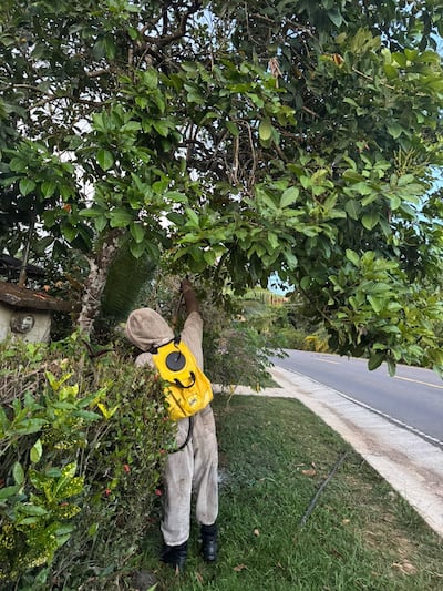 Bomberos lanzan alerta nacional por presencia de abejas africanizadas en zonas residenciales