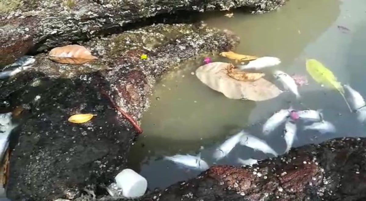 Alarma. Cientos de peces muertos aparecen a orillas de la playa en Coco del Mar. Videos