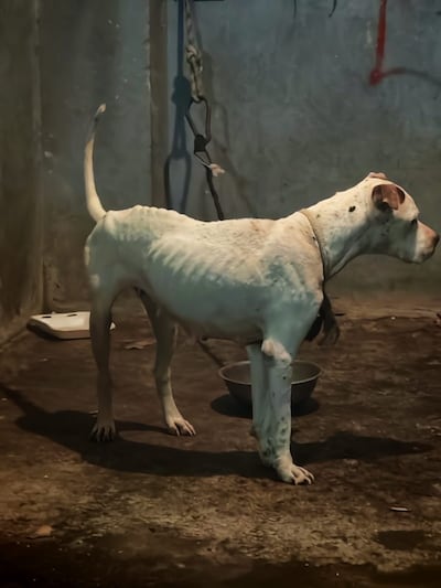 Rescate en Colón: hallan dos canes en estado crítico de abandono en Amador