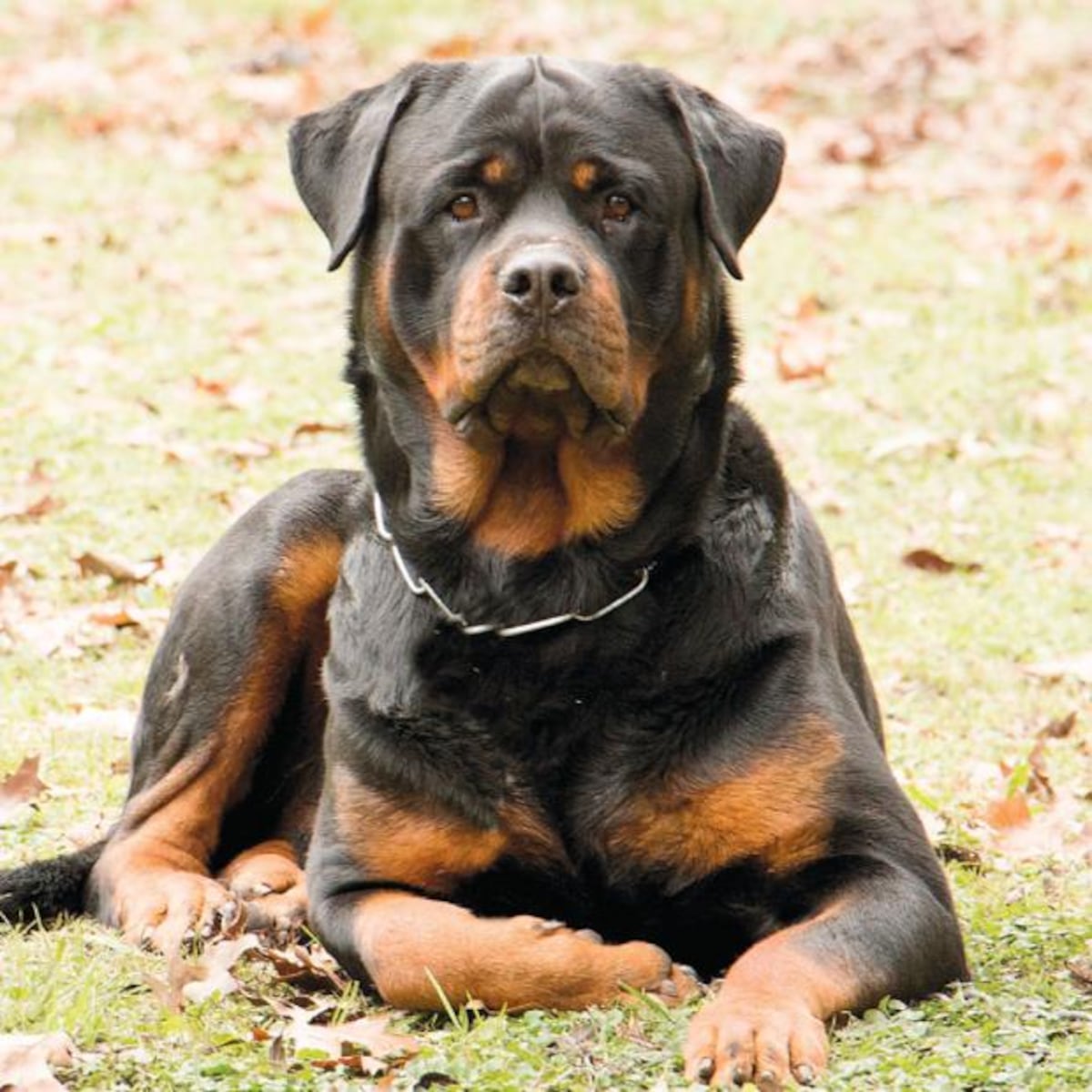 Hombre muere atacado por perros rottweiler mientras intenta robar en un colegio 