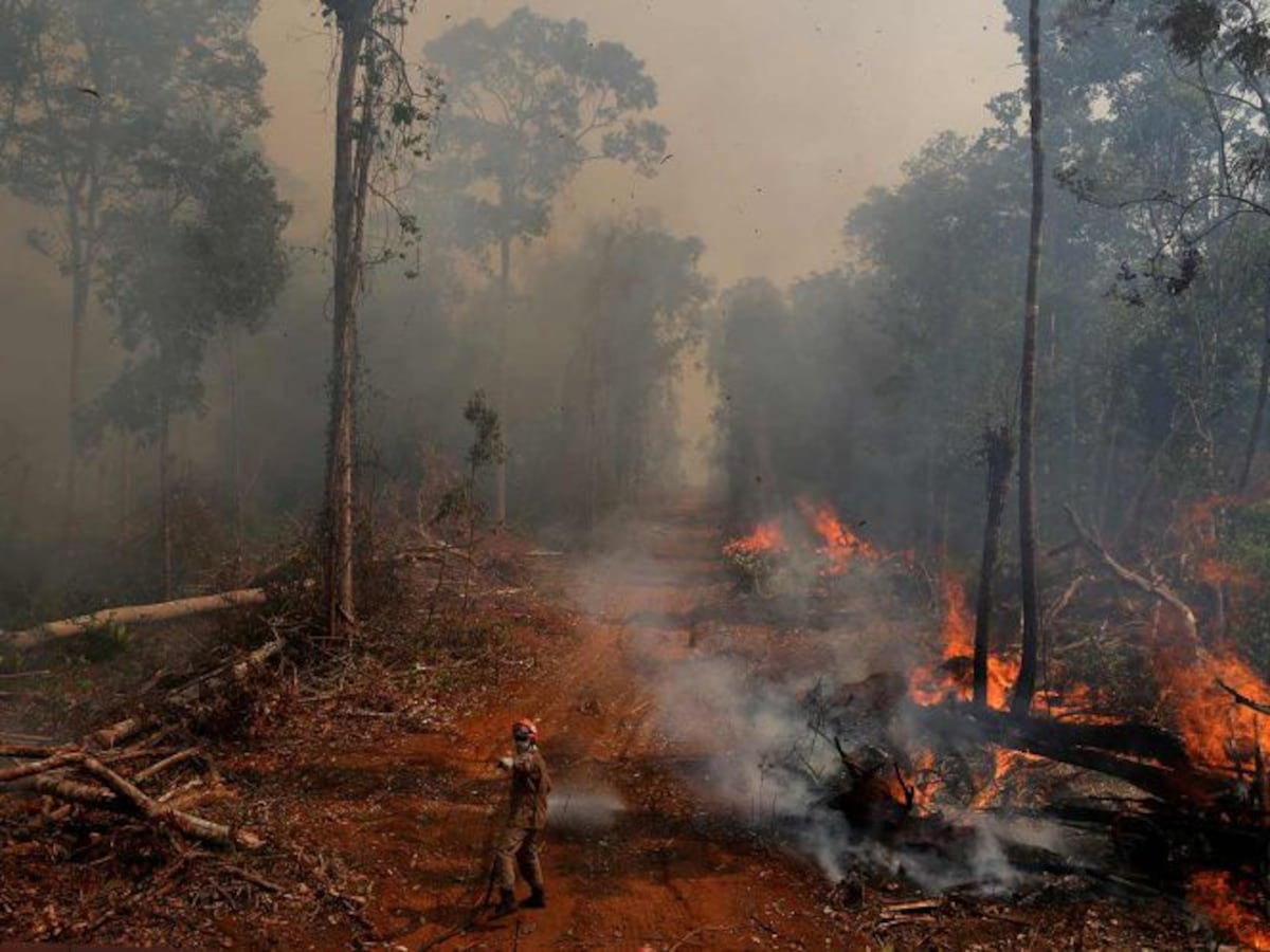 Incendios en Bolivia matan a unos 2,3 millones de animales, asegura experta