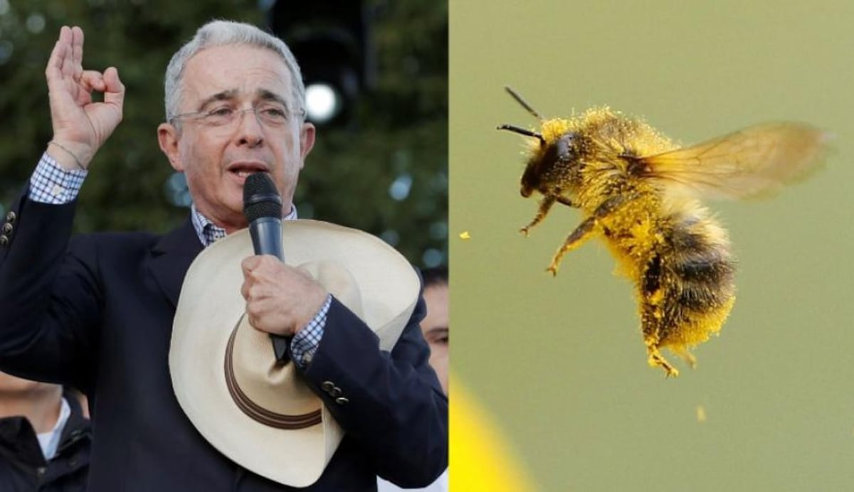 Ataque de abejas africanizadas deja 15 heridos en acto público de Uribe 