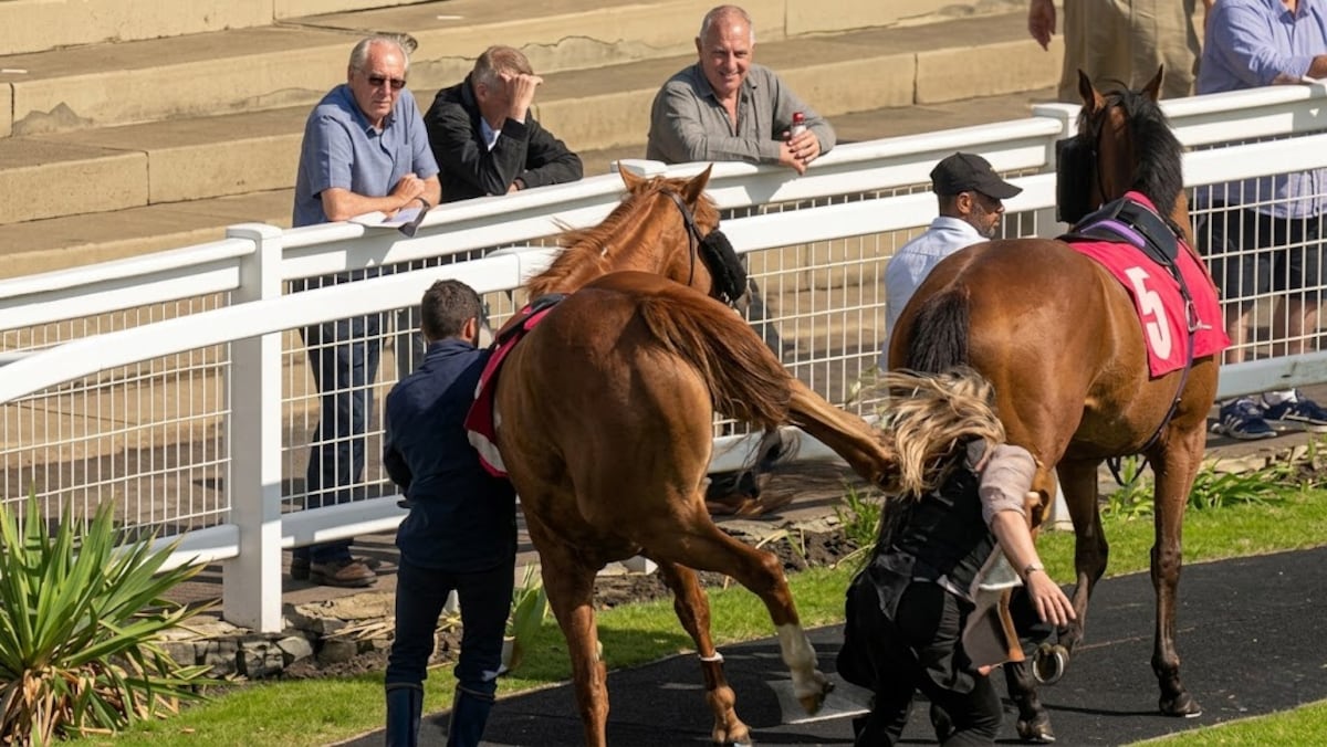 Caballo lanza por los aires a joven en pleno paddock
