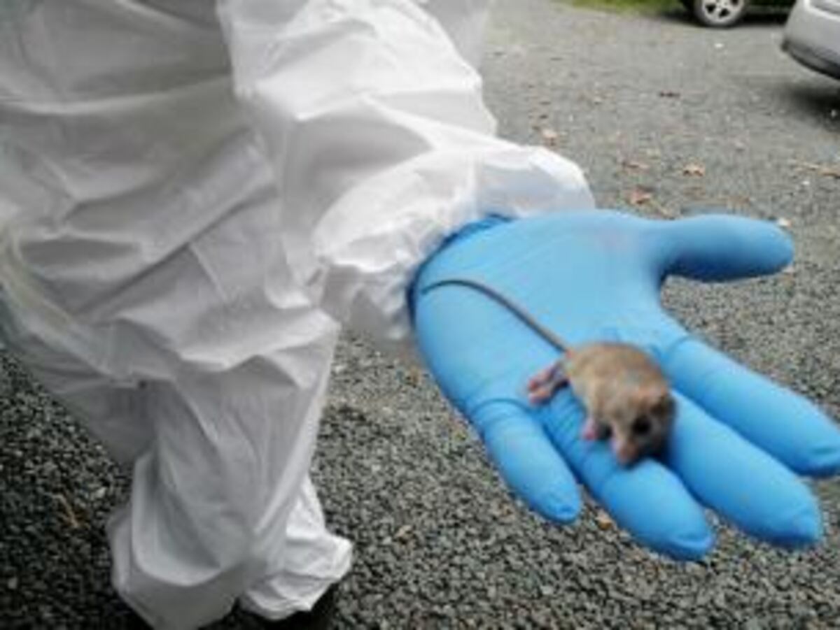 Minsa reporta el primer caso de hantavirus del 2023 en Los Santos