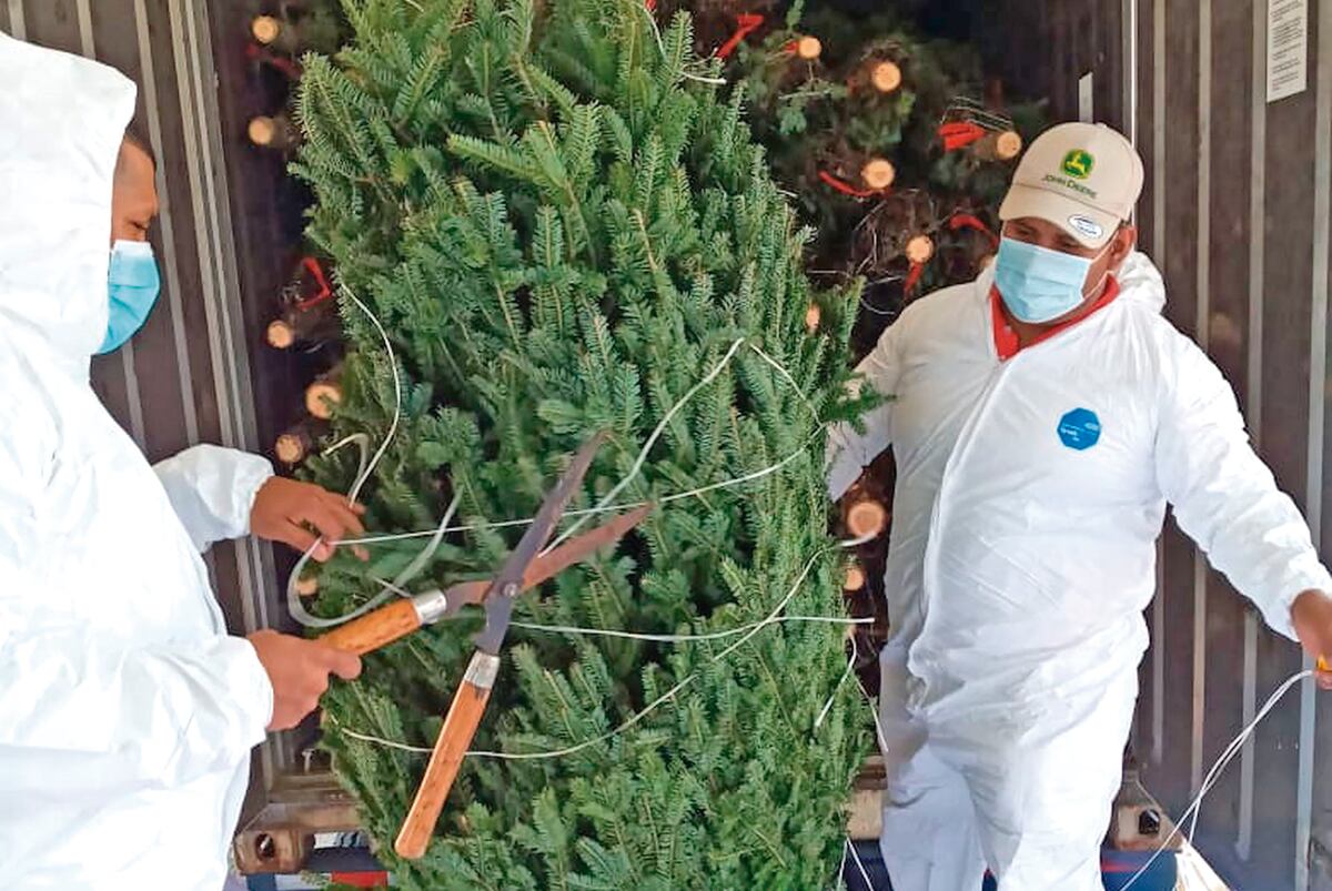 La covid-19 también impactó en la importación a Panamá de arbolitos naturales de Navidad 