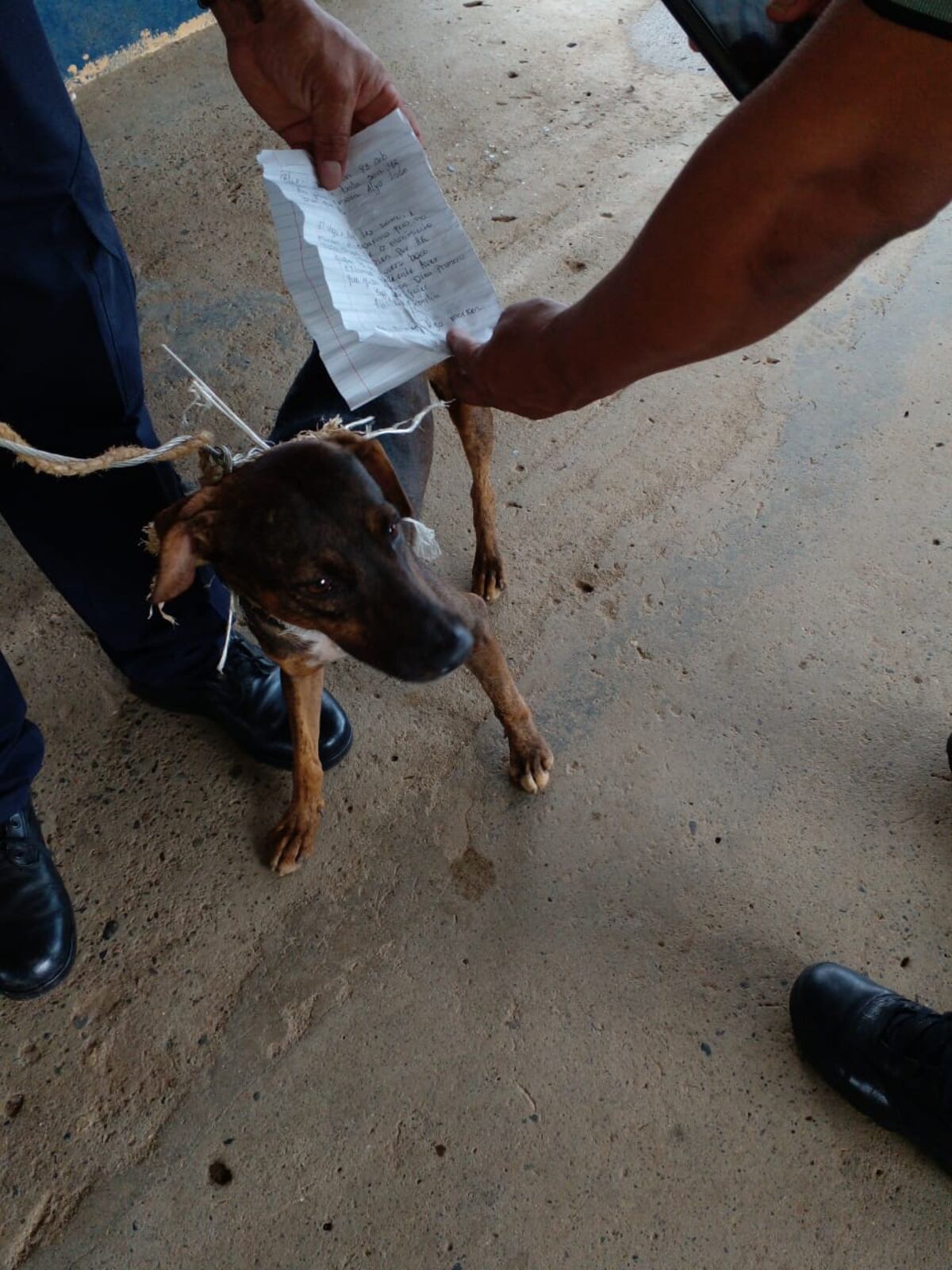 Primero fue una paloma, luego un gato y ahora un perro. Capturan a perrito mensajero en La Joya