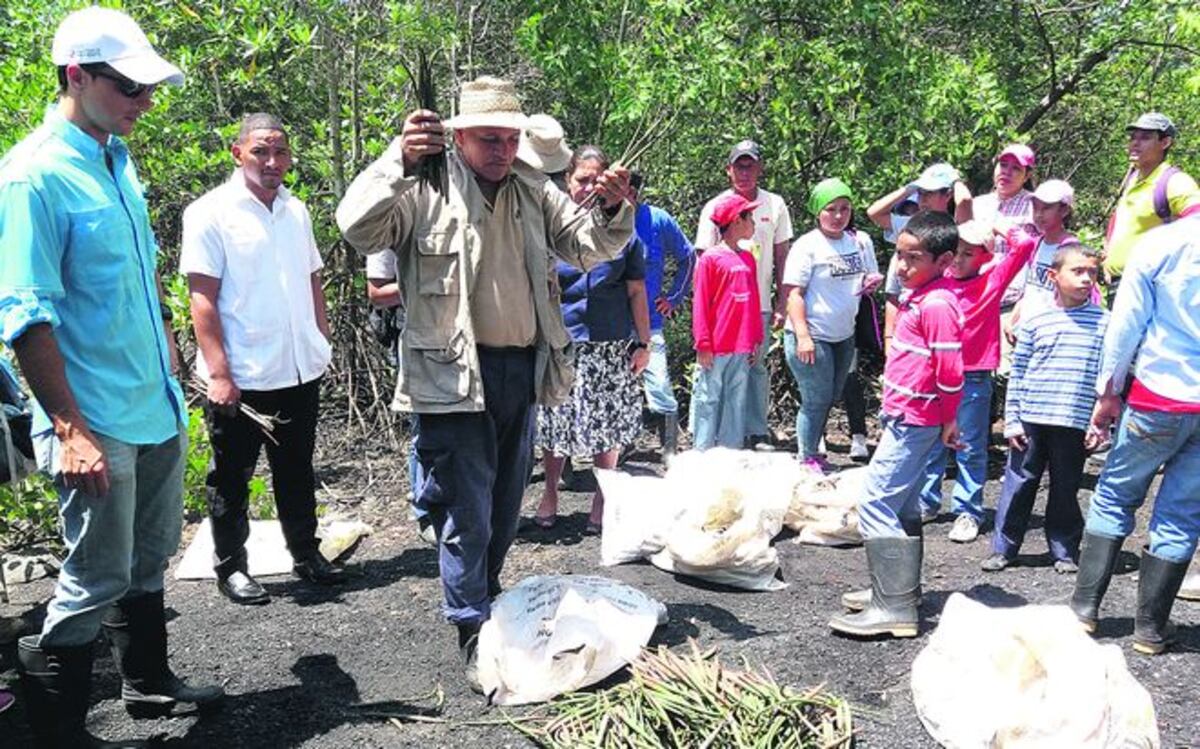 Estudiantes reforestan manglares en Chame