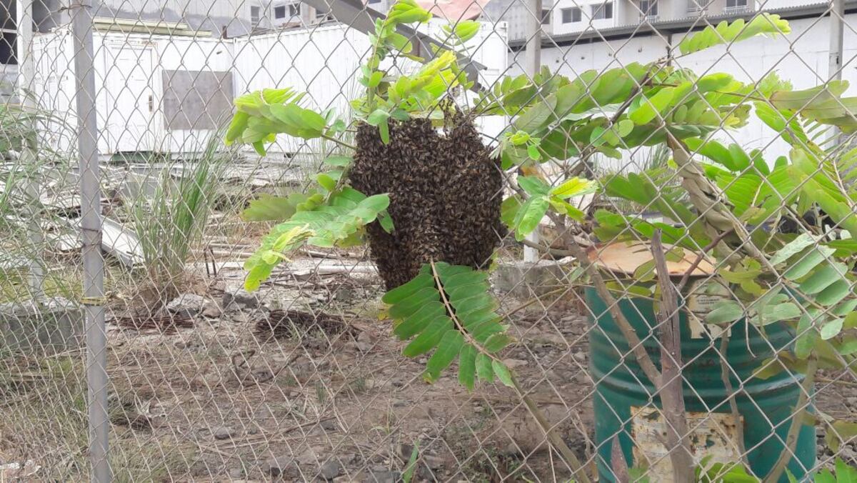 ¡Atención! se incrementan las llamadas por abejas africanizadas