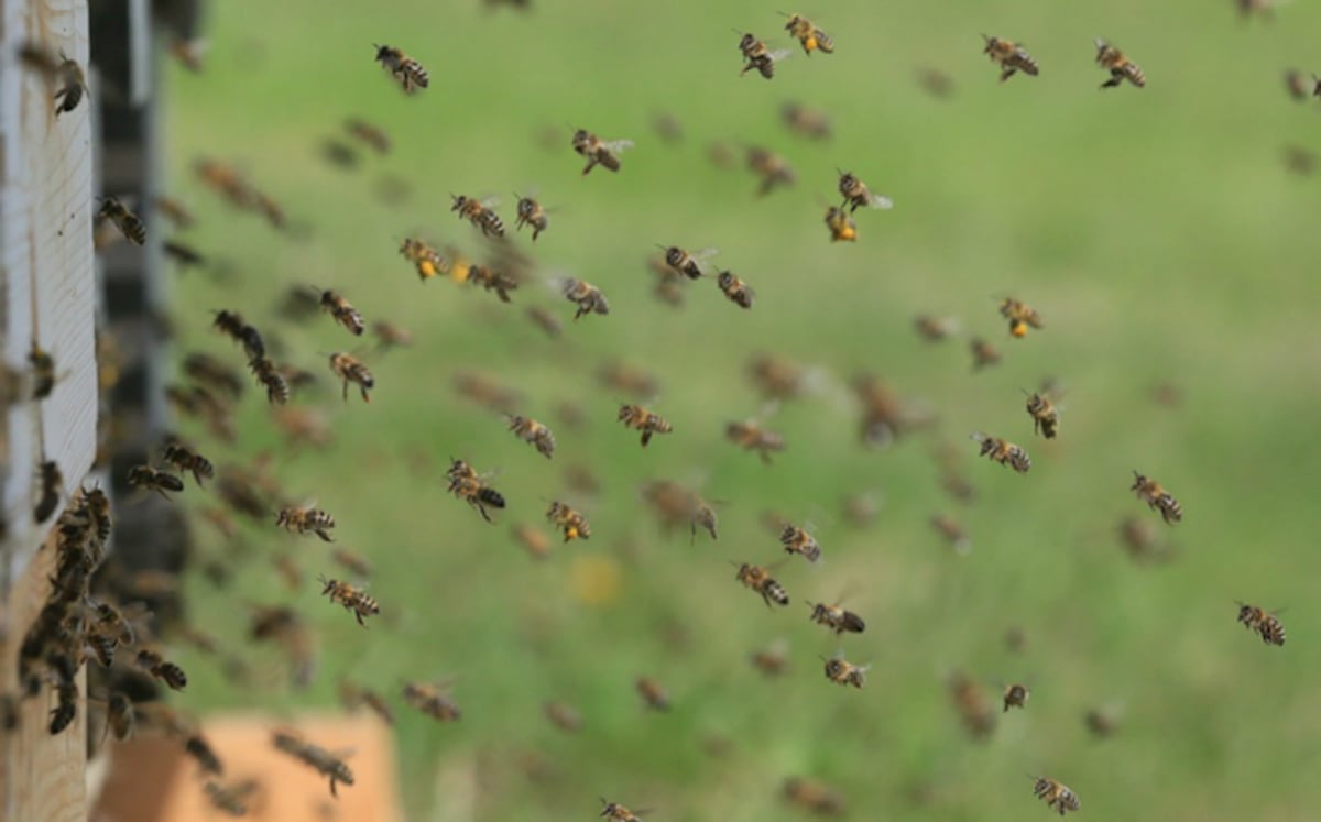 Mujer falleció luego de saltar a un abismo para huir de ataque de abejas