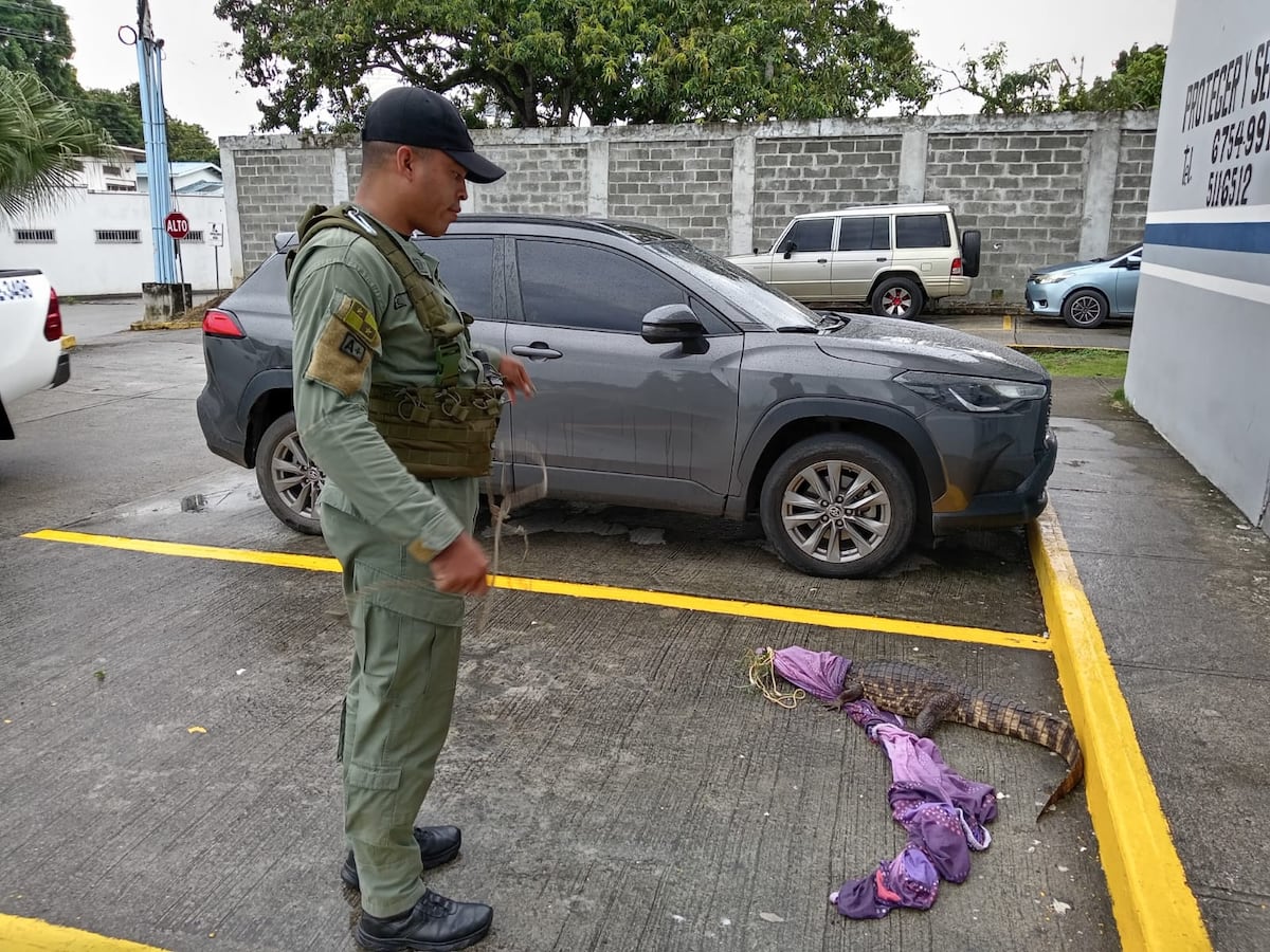 Rescate ambiental: Cocodrilo, Patos y Zarigüeyas a salvo