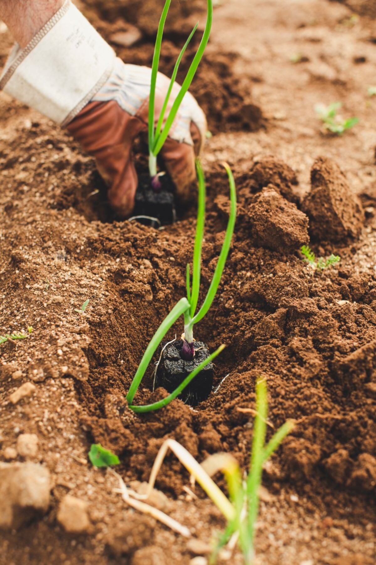 Se celebra el Día Mundial del Medio Ambiente con la alteración climática y el aumento de la contaminación