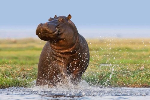 Gen Chan: el hipopótamo macho que resultó ser hembra