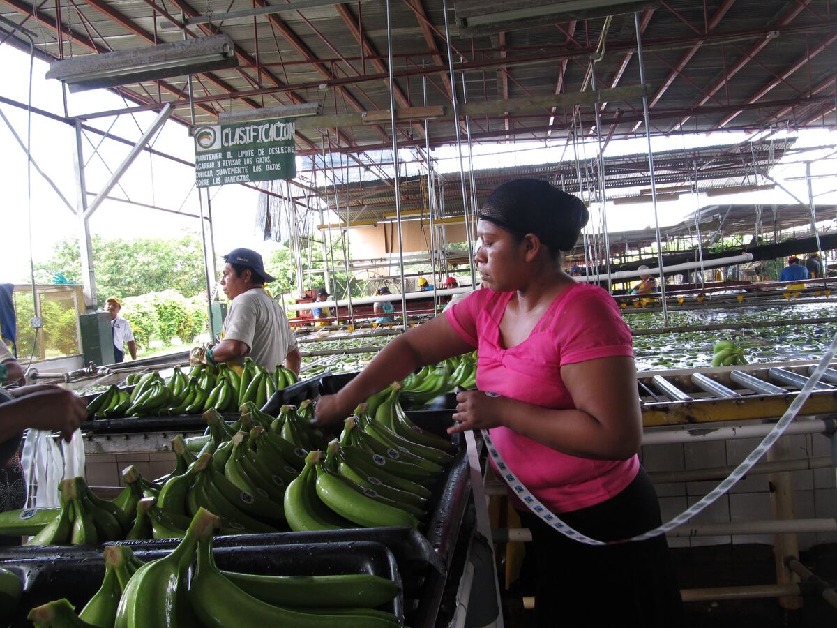 Bananeros están en huelga de advertencia porque defienden aumento del salario mínimo