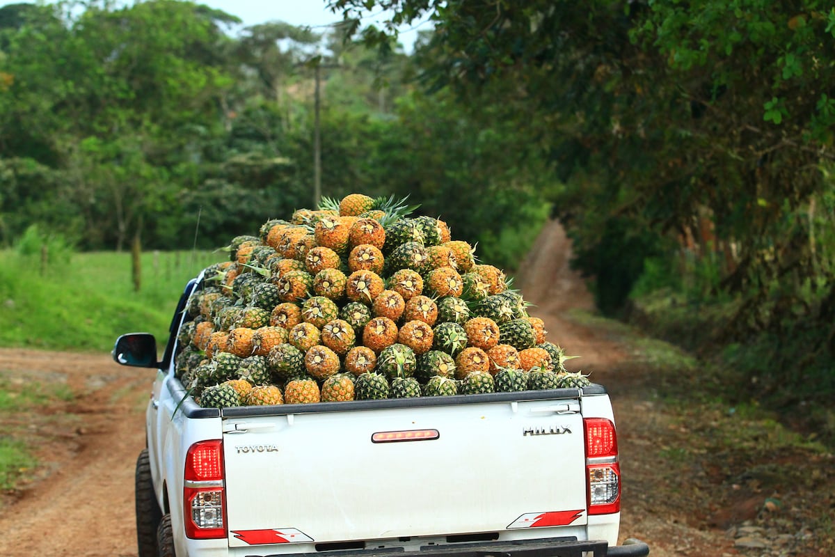 Mi Agro. La piña es la reina en exportación en la provincia de Panamá Oeste