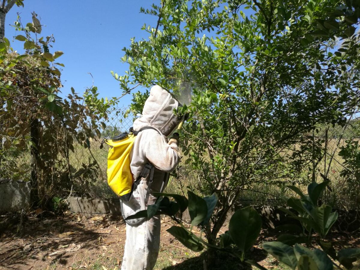 ¡Atención! se incrementan las llamadas por abejas africanizadas