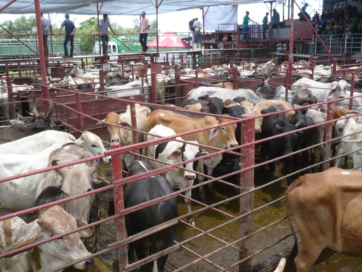 Mi Agro. Ganaderos en Los Santos suplen de carne bovina al país