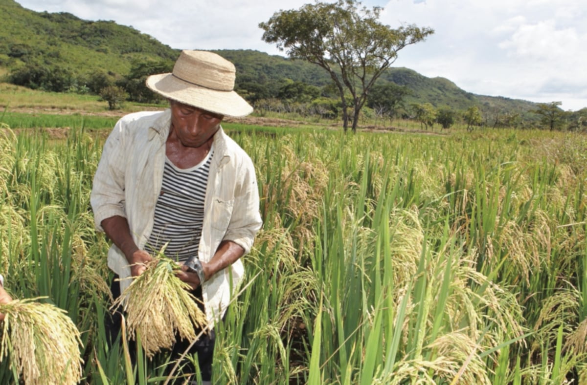 Productores de arroz garantizan el grano en los mercados, tras las afectaciones por el mal tiempo