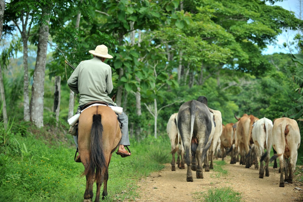 Refuerzan los controles sanitarios por la amenaza de la Encefalitis Equina.