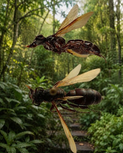 Solo existe en Panamá: descubren rara avispa en el Jardín Botánico Summit