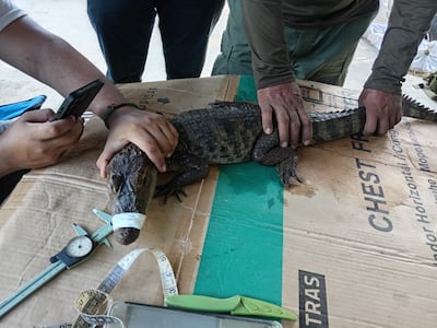 Cocodrilos en Panamá tendrán nuevo protocolo