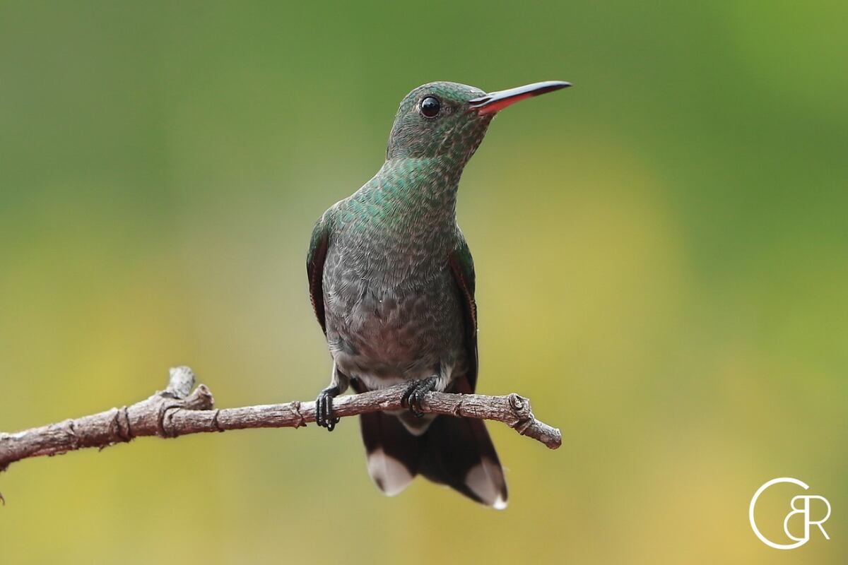 Plataformas que te ayudan a contar e identificar los pájaros que hay en Panamá 