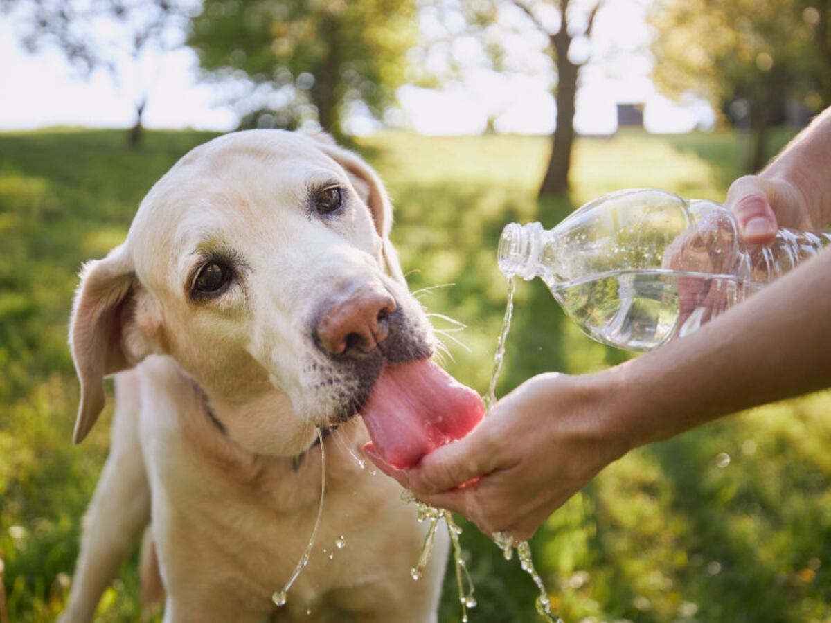 Evita un golpe de calor en tus mascotas; cómo cuidarlos ante las altas temperaturas