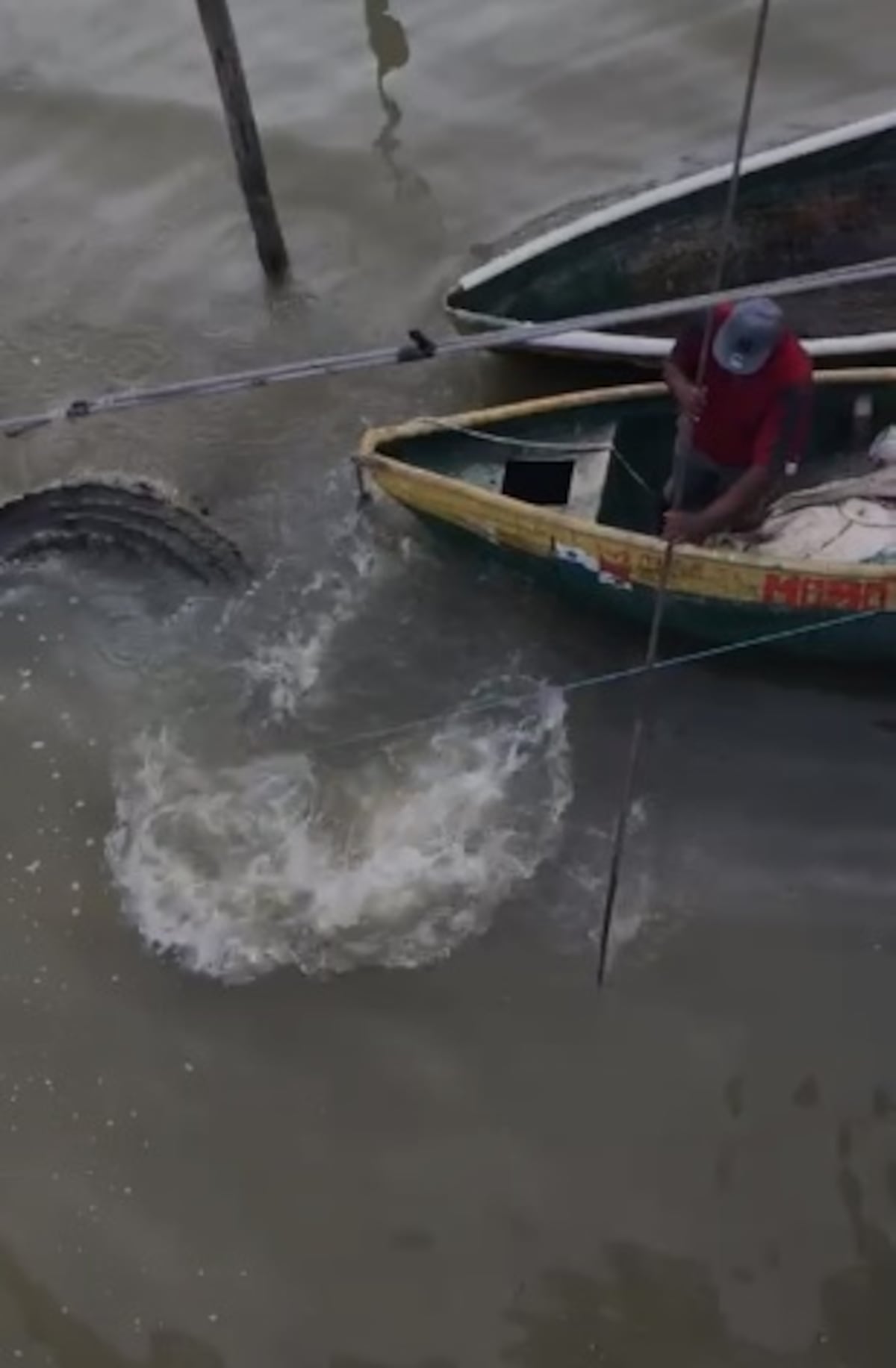 Cazan a lagarto. Lo atraparon en El Salado y se formó el revuelo. Video