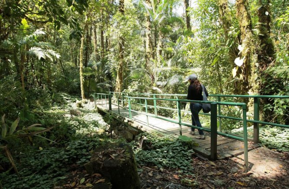 Ya saben. Reabren sendero ‘Panamá Verde’ en el Parque Internacional La Amistad