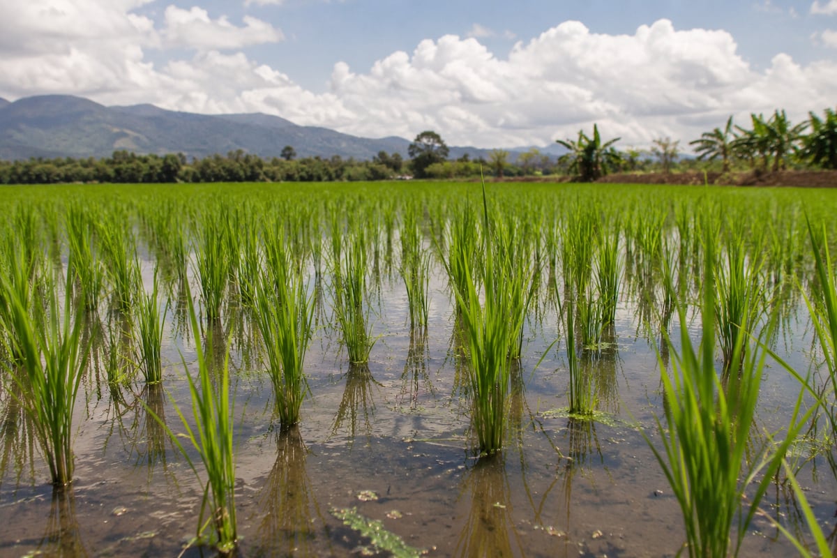 Hombre de 37 años cae fulminado en plena siembra de arroz en Soná: lo auxiliaron, pero ya no respiraba