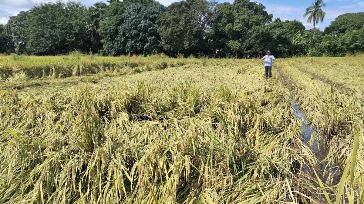 Impacto reducido en cultivos agrícolas pese a condiciones adversas