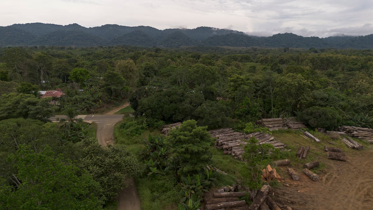 Alerta en Darién: En peligro los bosques por deforestación, tala ilegal y comercio de madera