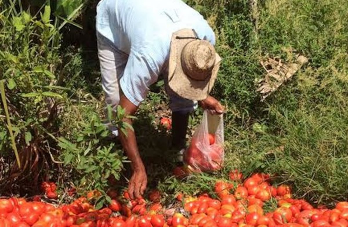 Se mantienen consultas para eliminar la Autoridad Panameña de Seguridad de Alimentos.