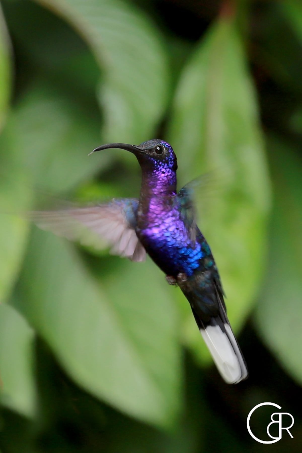 Plataformas que te ayudan a contar e identificar los pájaros que hay en Panamá 