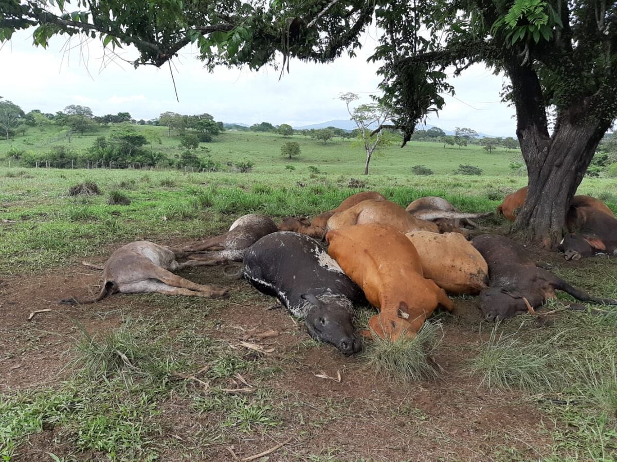 Caída de rayo provoca muerte de más de una docena de reses