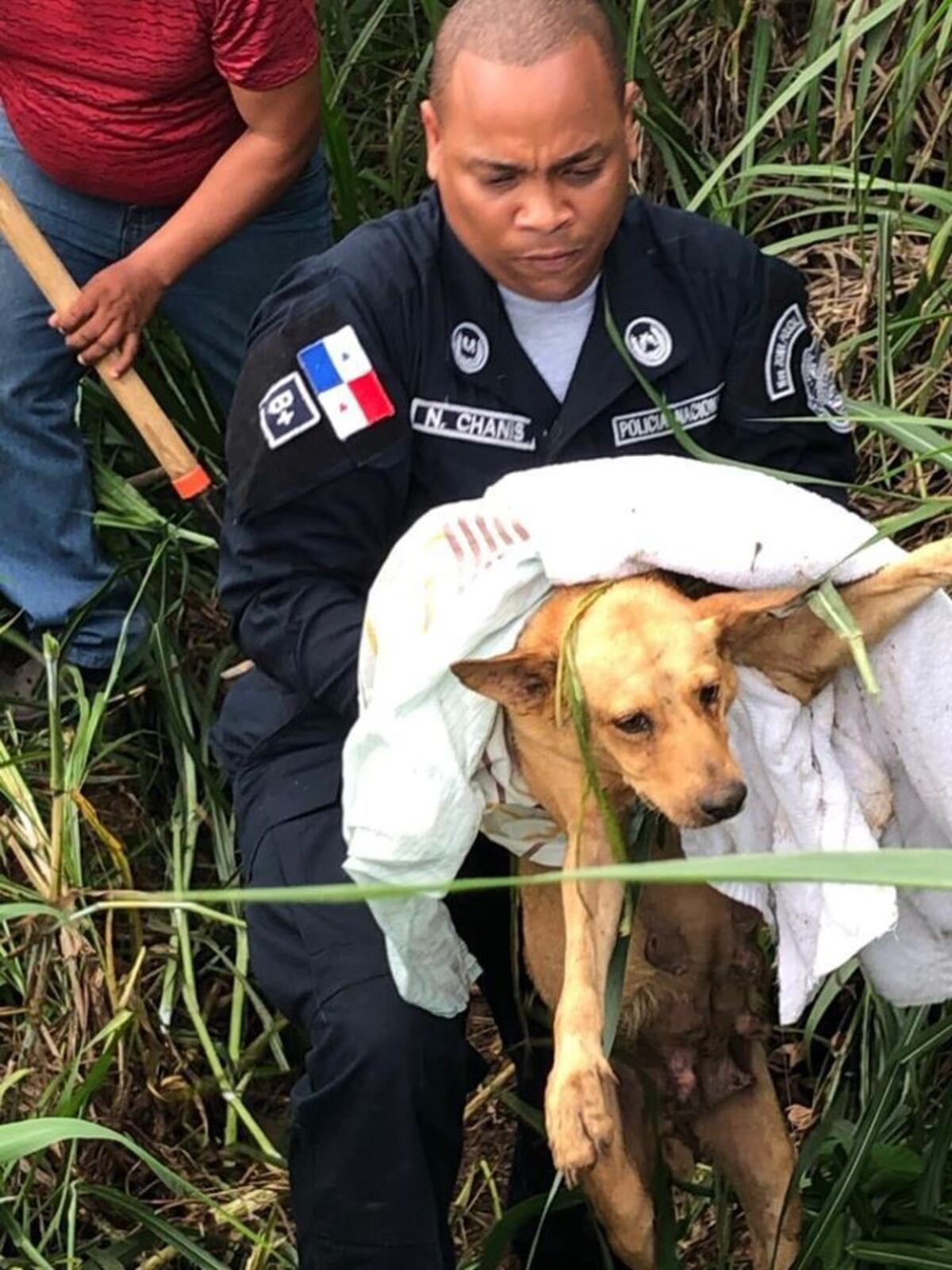 Policía Nacional adoptará perritos