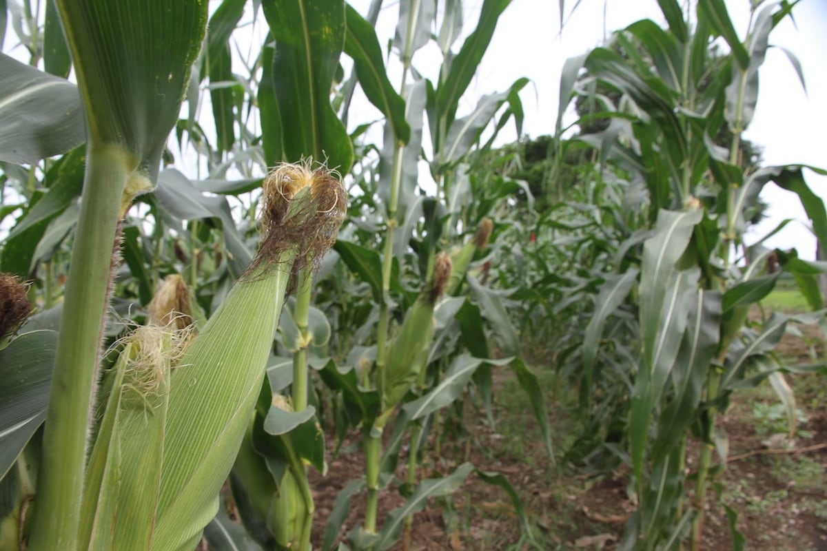 Expertos en producción agrícola buscan alternativas ante el aumento de los insumos