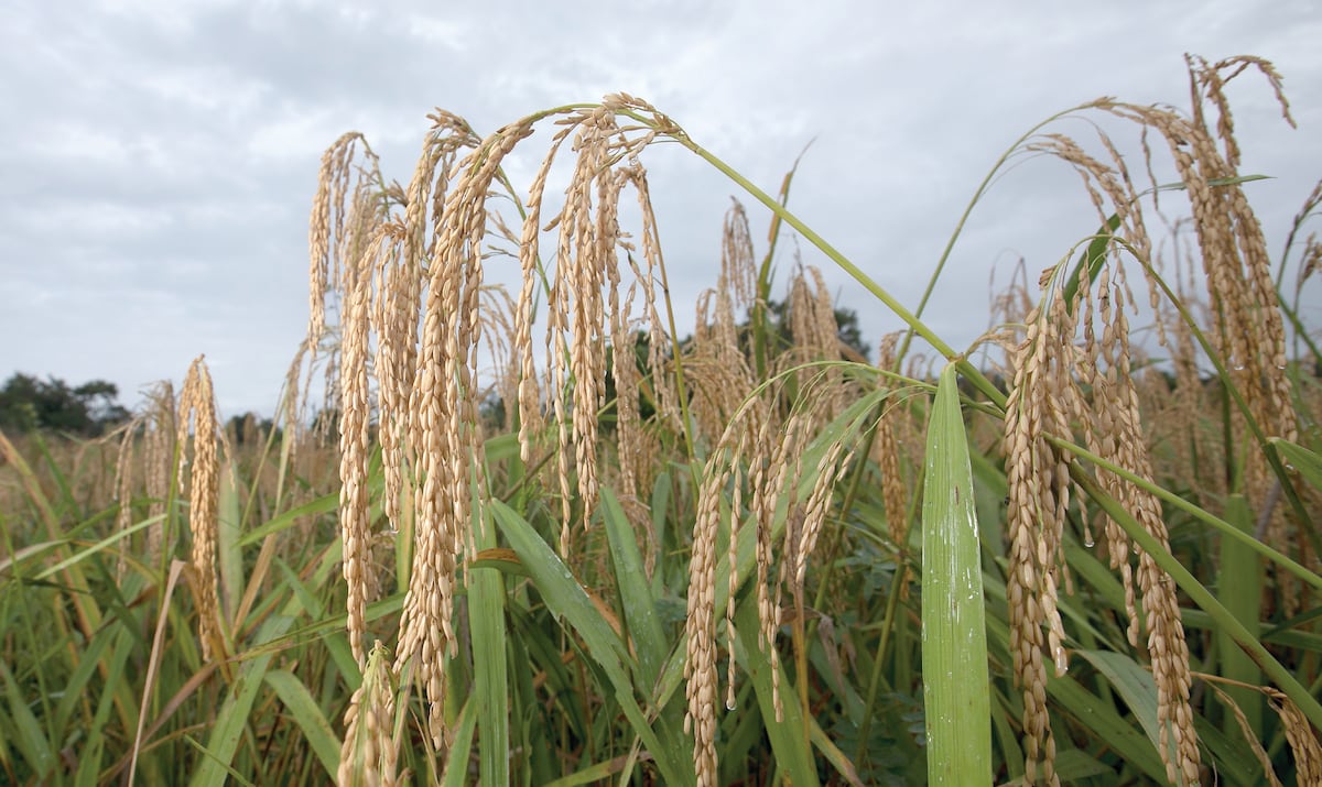 Consejo de Gabinete aprueba la importación de arroz en cáscara