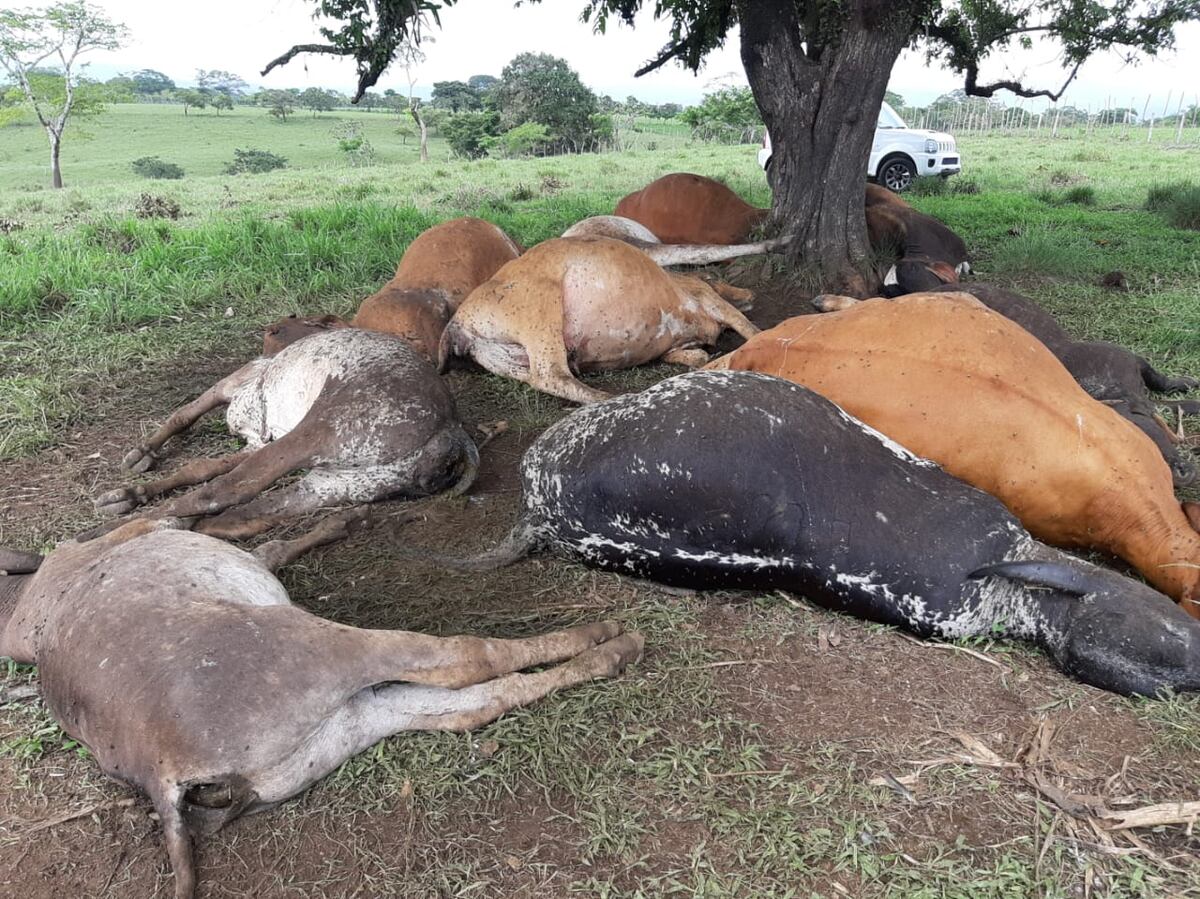 Caída de rayo provoca muerte de más de una docena de reses