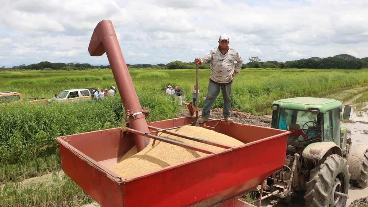 ¿Qué pasará con el arroz nacional tras el 2025? Claves de la nueva mesa de trabajo